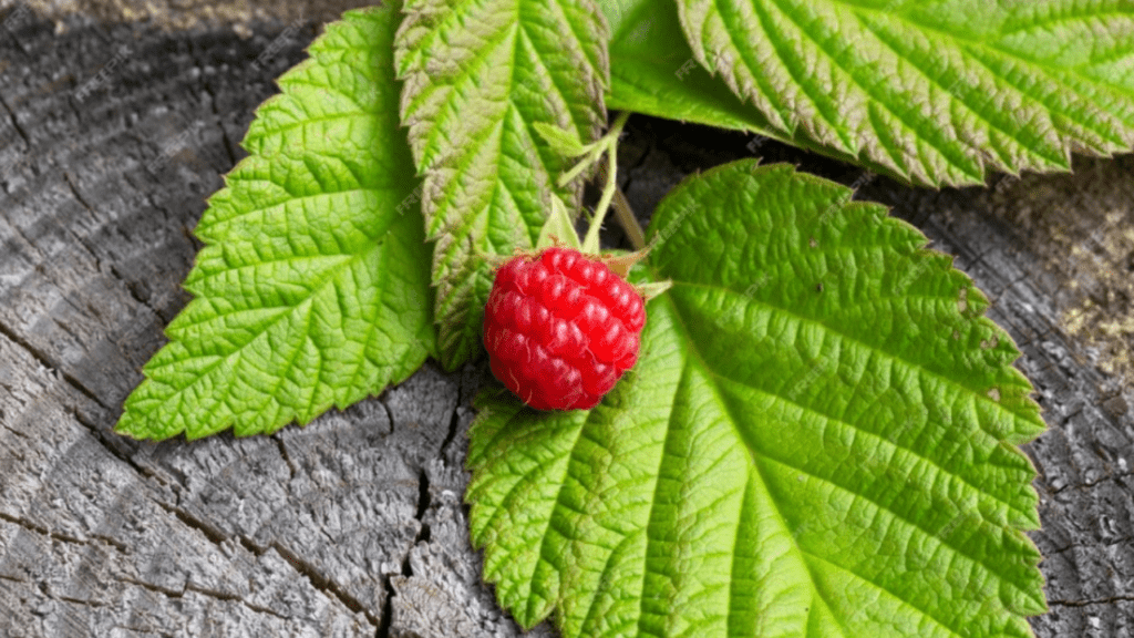 strawberry leaves