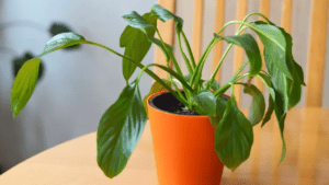 peace lily drooping