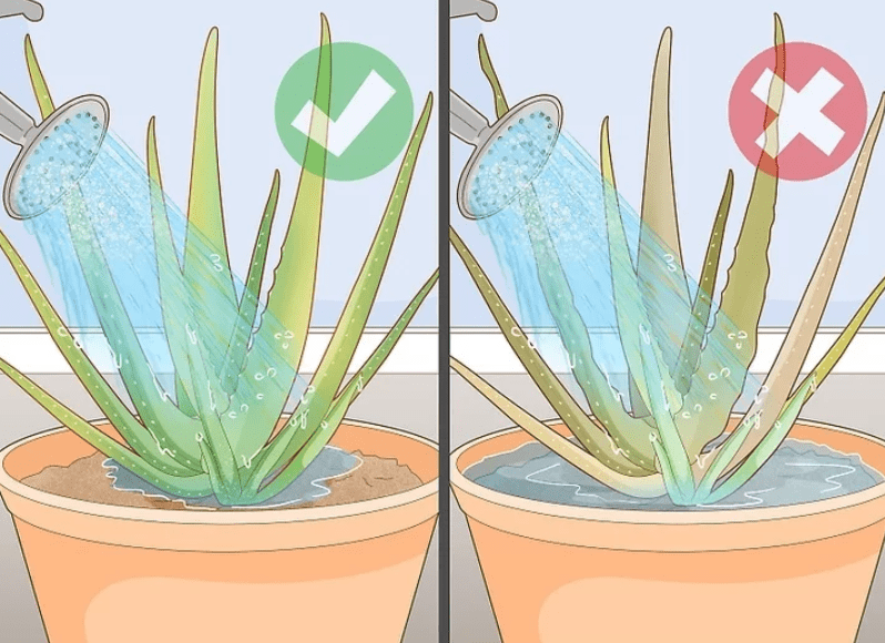 Adjusting Watering Practices