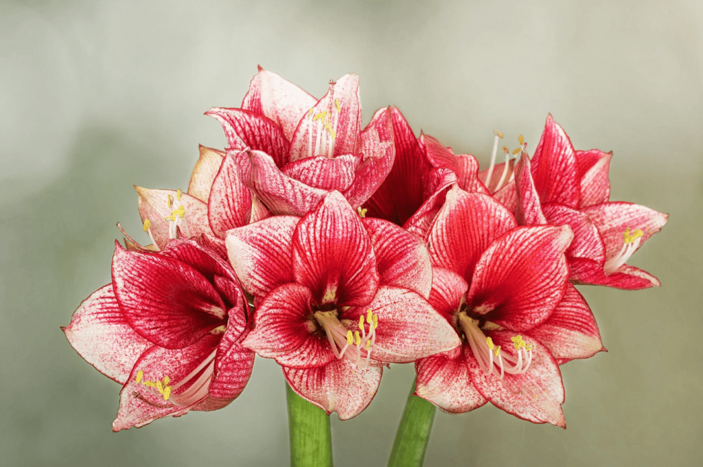 A close-up of vibrant red and white speckled amaryllis flowers against a soft background.