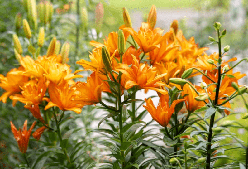 Asiatic Lily