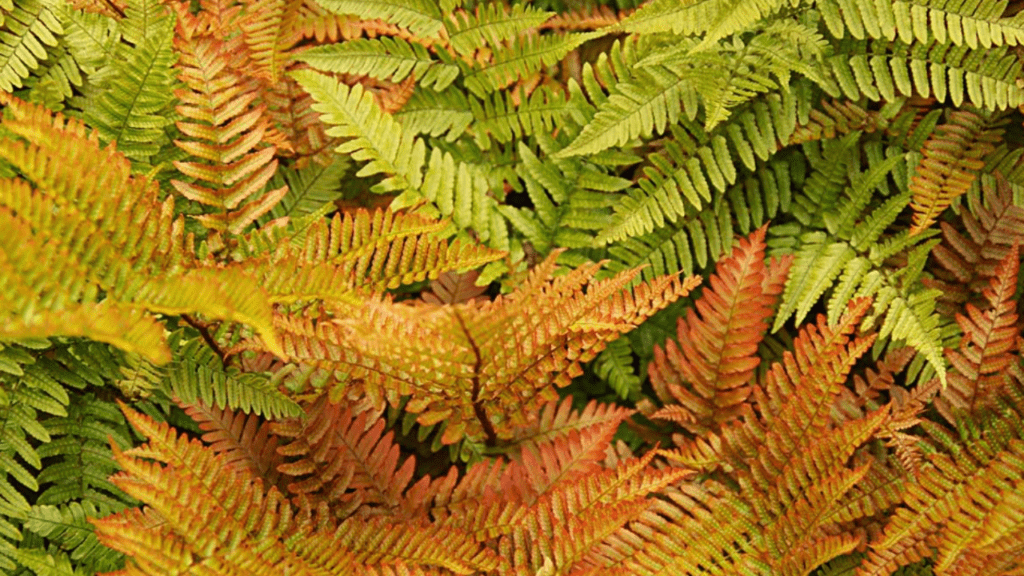 Asparagus fern turning yellow