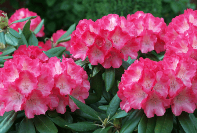 Azaleas