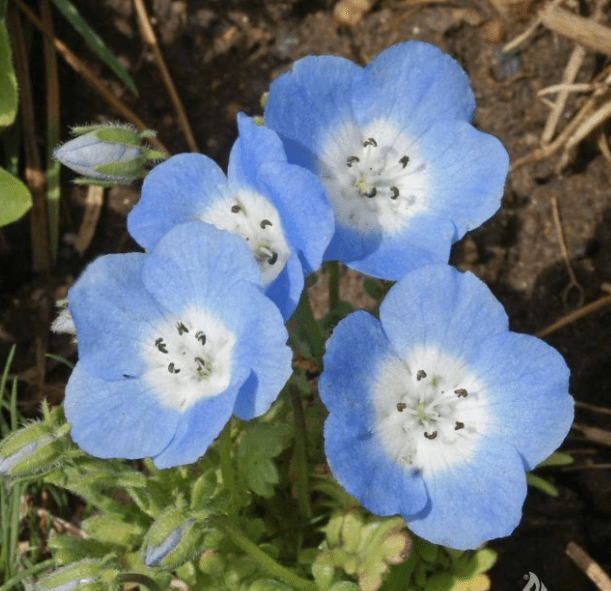 Baby Blue Eyes