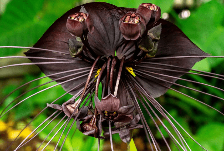 Bat Flower