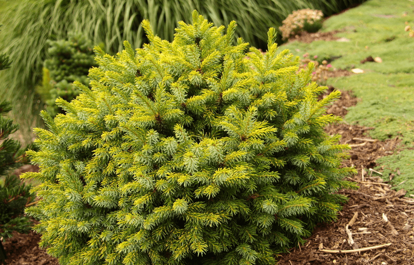 Benefits of Conifer Trees