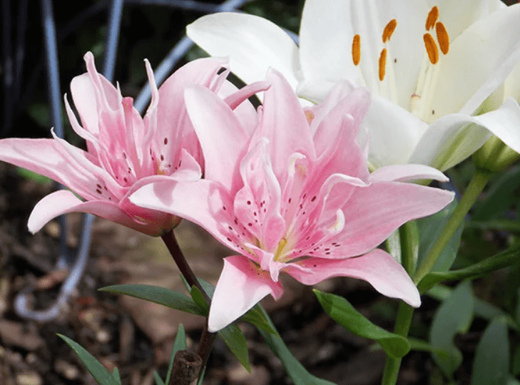 Benefits of Growing Asiatic Lilies