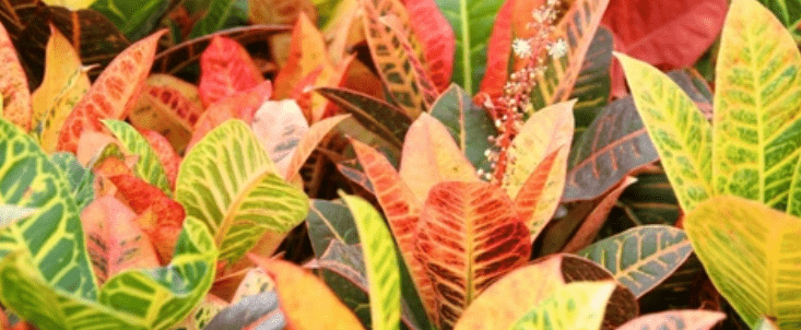 Benefits of Growing Croton Plants