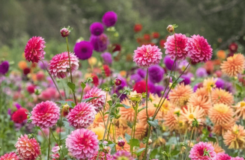 Benefits of Growing Dahlias in Pots