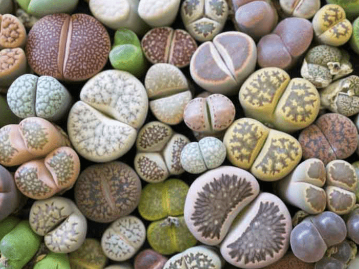 Benefits of Growing Lithops Plants