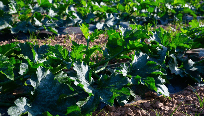 Benefits of Pruning Squash Plants