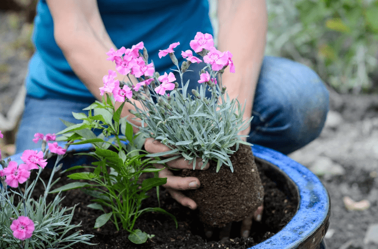 Best Time to Plant