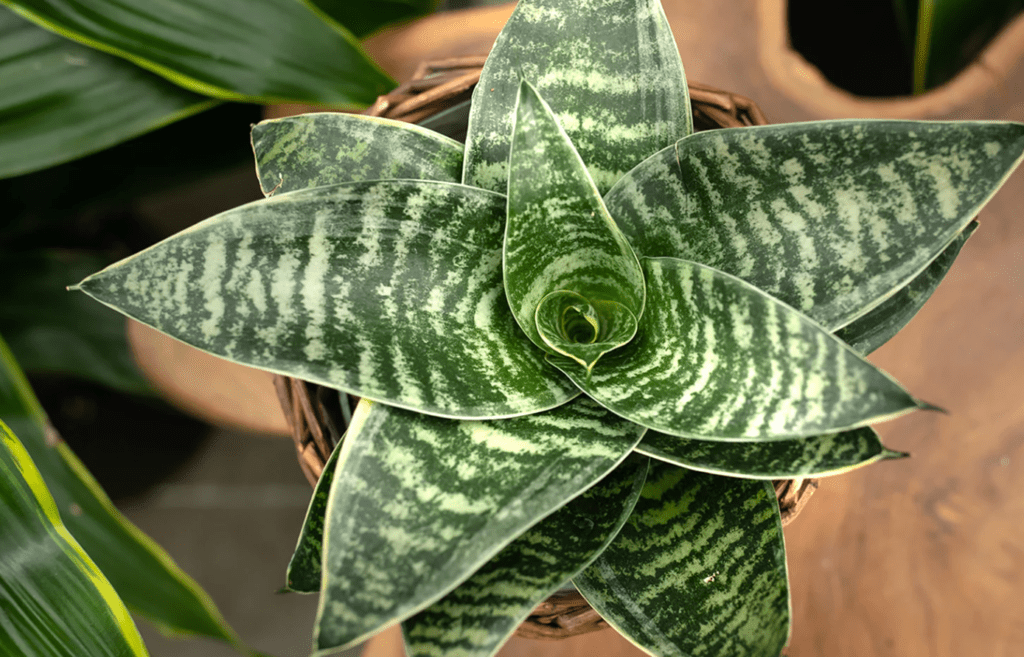 Top view of a bird's nest snake plant in a woven basket, displaying its broad leaves patterned with green and light green stripes, set against a soft-focus background of other foliage.