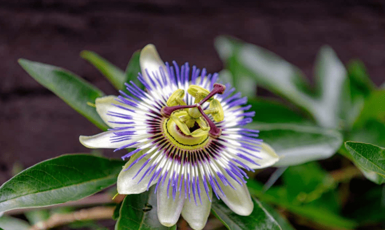 Blue Passion Flower