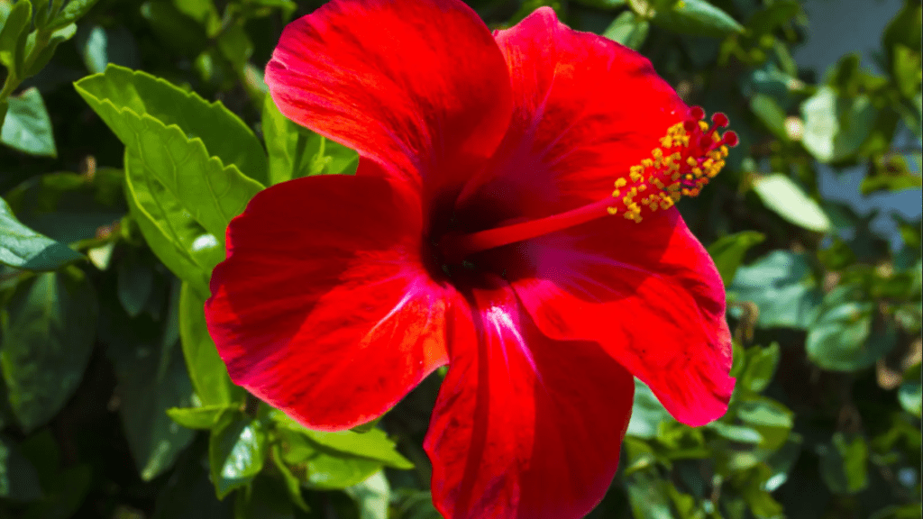 red braided hibiscus flower