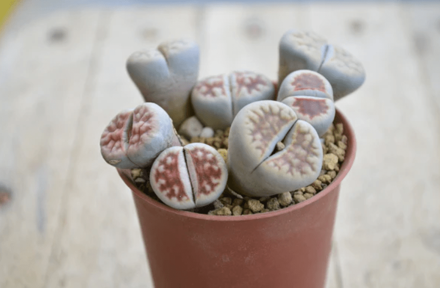 Caring for Lithops Plants