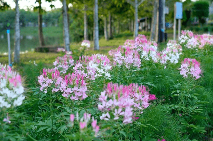 Caring for Your Cleome Plant