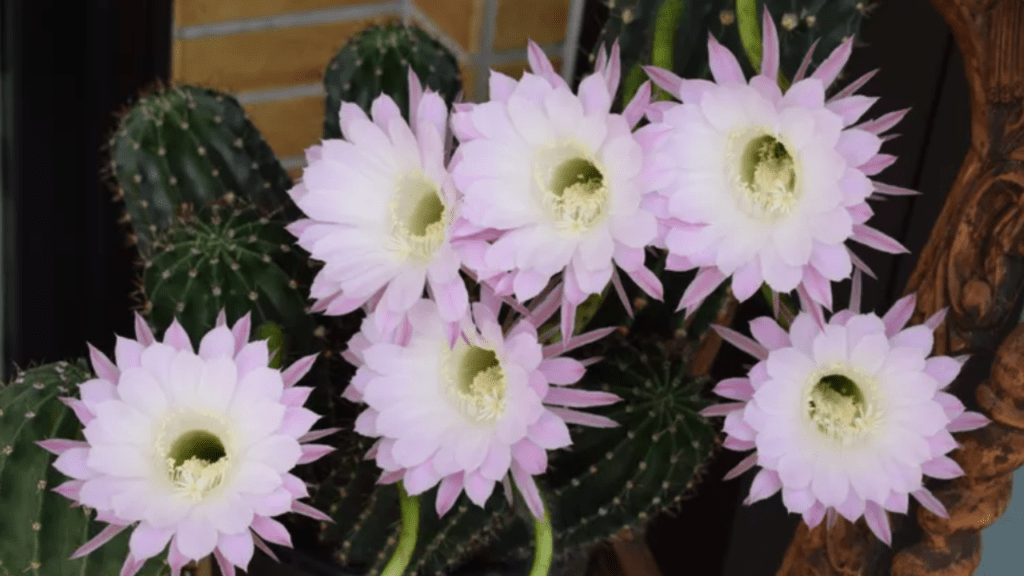 Cereus plant