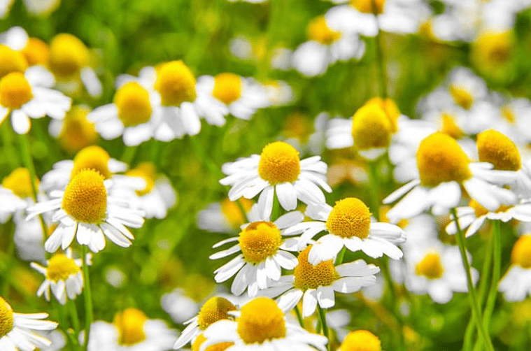 Chamomile