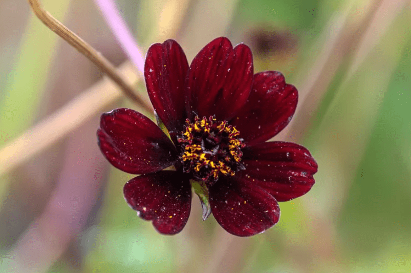 Chocolate Cosmos