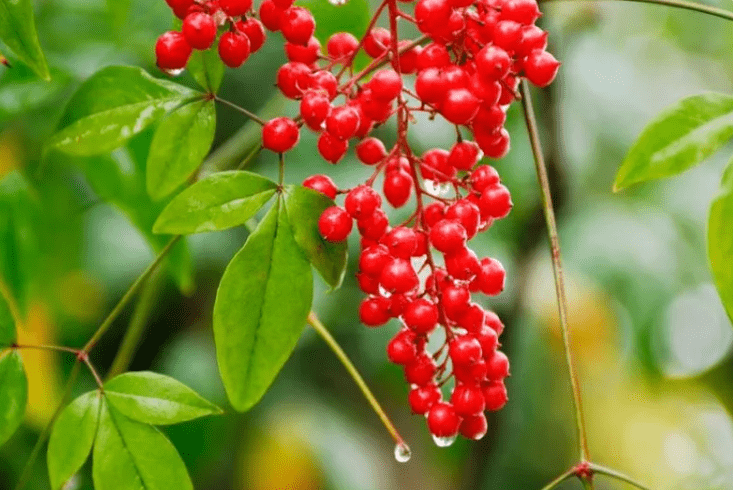 Choose an Evergreen Red Berry Shrub