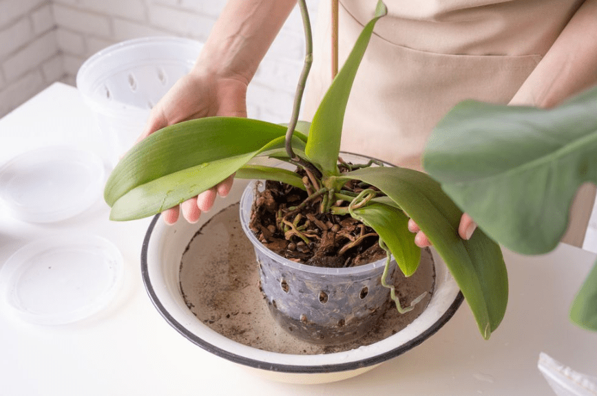 Choosing the Right Fertilizer for Orchids