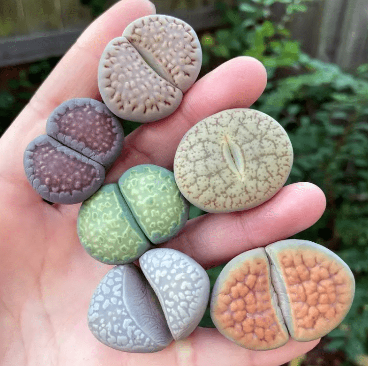 Choosing the Right Lithops Plant