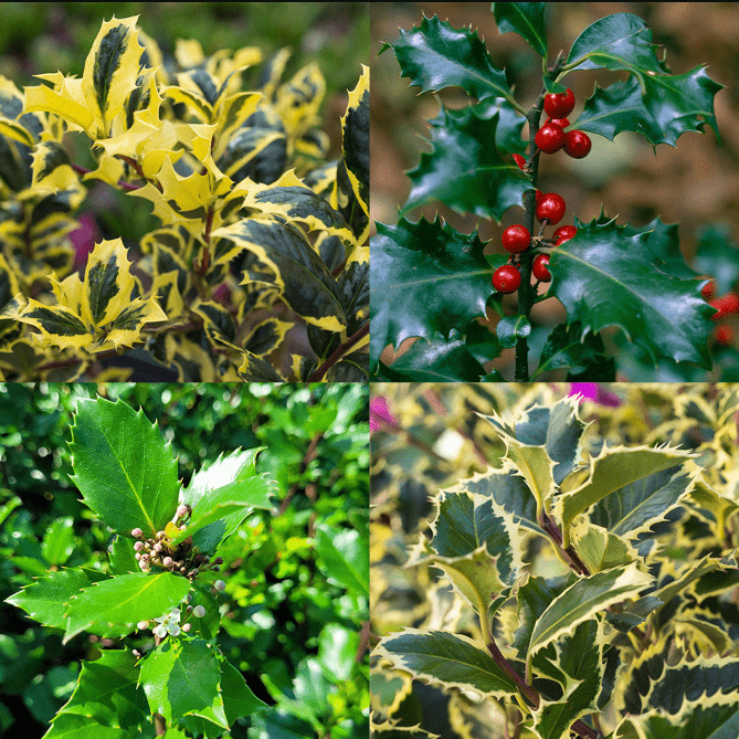 Choosing the Right Variety of Ilex Aquifolium