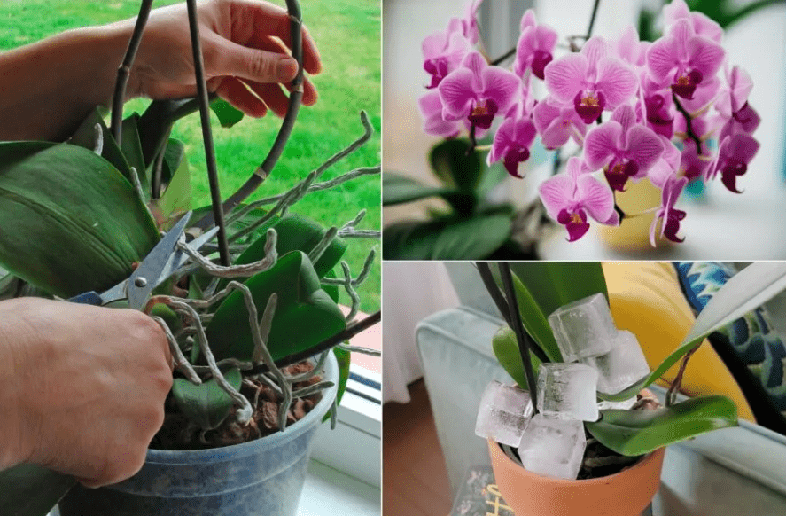 Common Mistakes in Orchid Fertilization