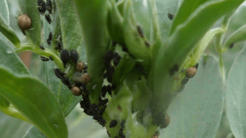 Common Pests and Diseases