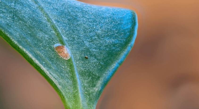 Common pests and diseases