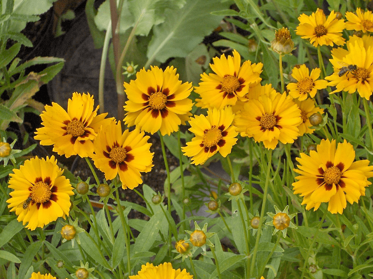 Coreopsis