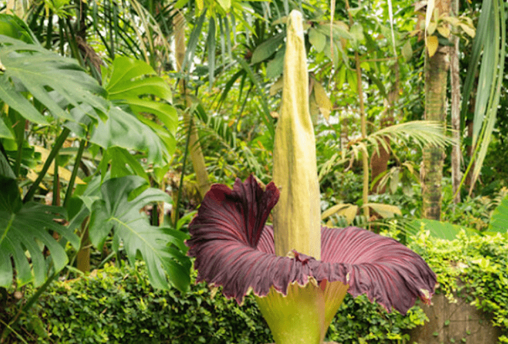 Corpse Flower