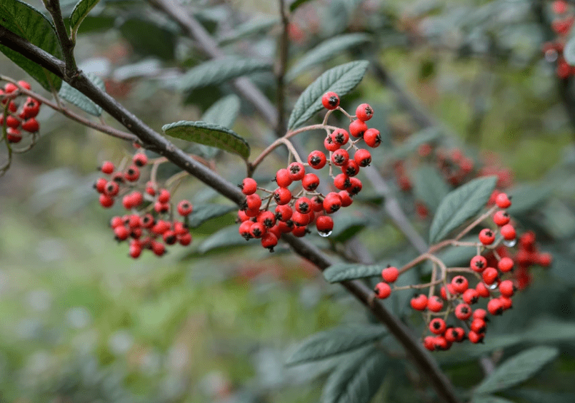 Cotoneaster