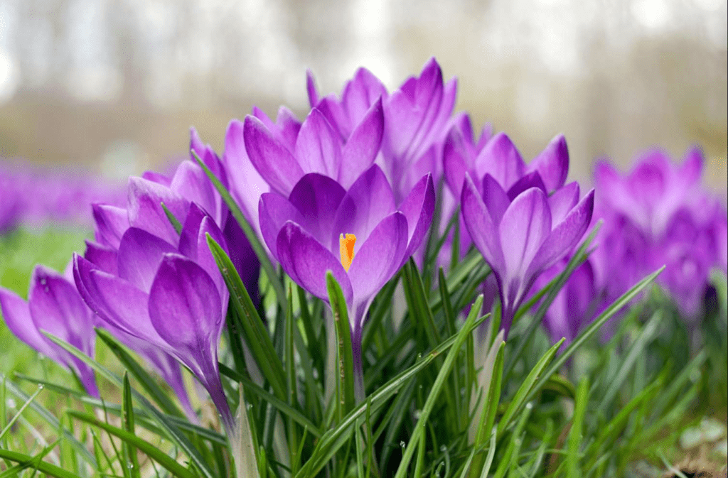 A close-up of vibrant purple crocus flowers with green leaves.