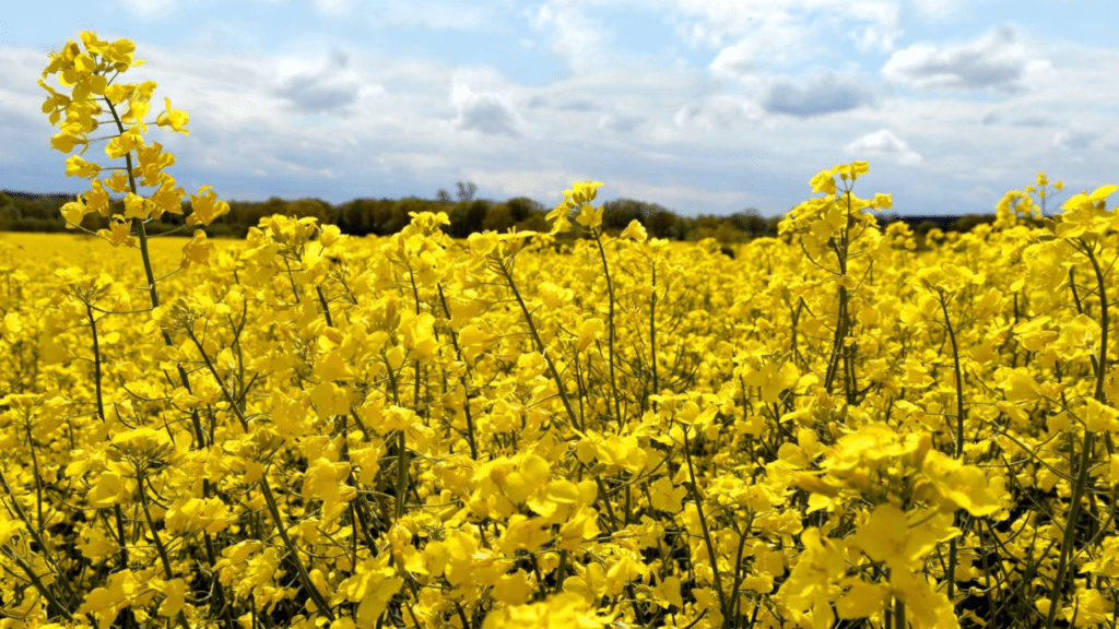 A vibrant field of yellow rapeseed flowers under a cloudy blue sky. understand the benefit of the crop with yellow flowers.