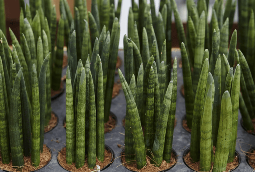 Potted cylindrical snake plants with tall, dark green, upright leaves arranged in rows.