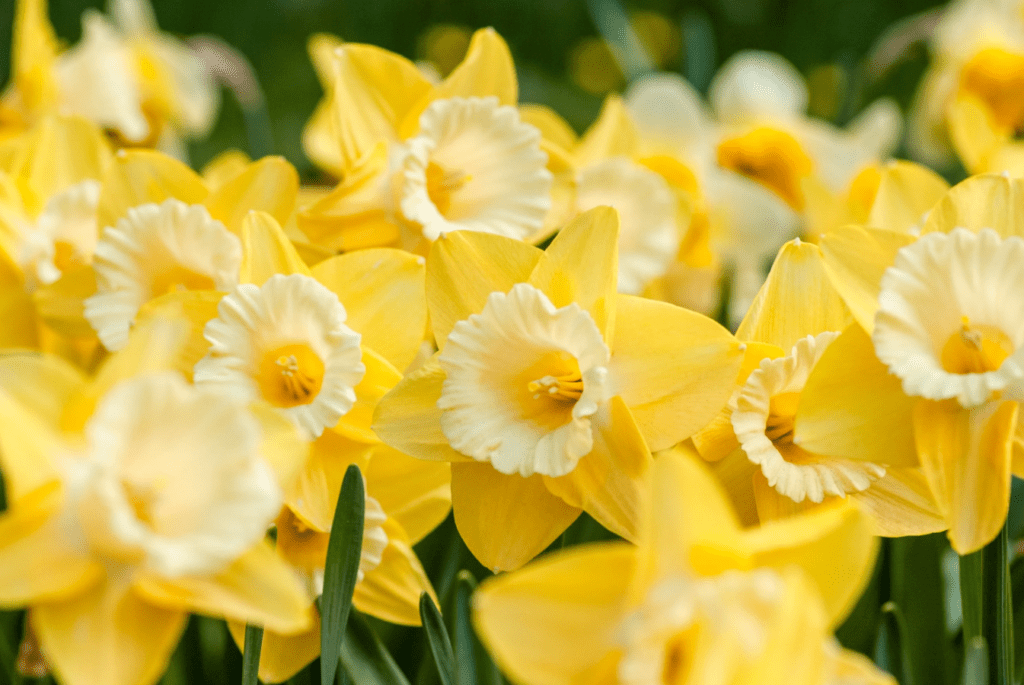 A close-up of vibrant yellow daffodils with white trumpets in full bloom.