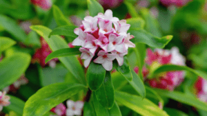 Daphne plant