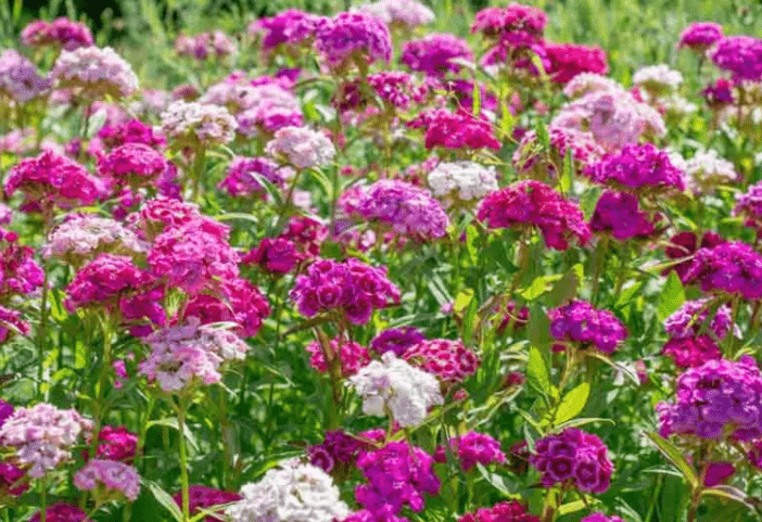 Dianthus barbatus