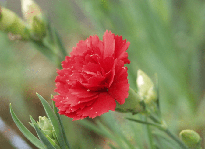 Dianthus caryophyllus