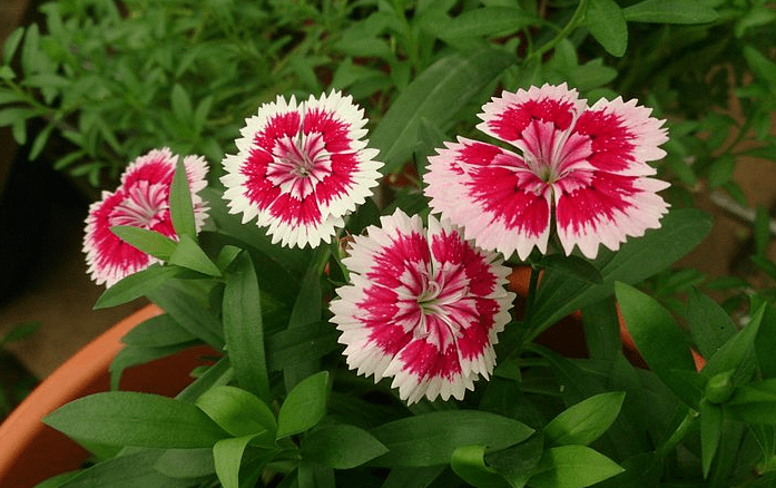 Dianthus chinensis