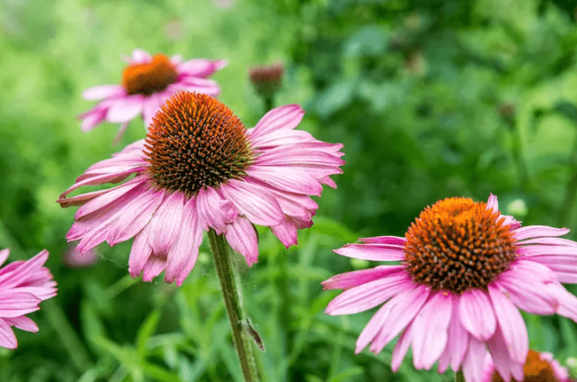 Echinacea