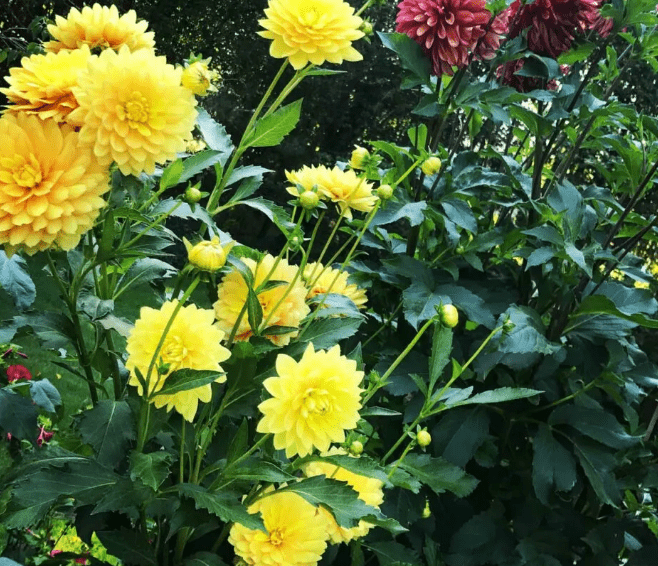 Fertilizing Dahlias