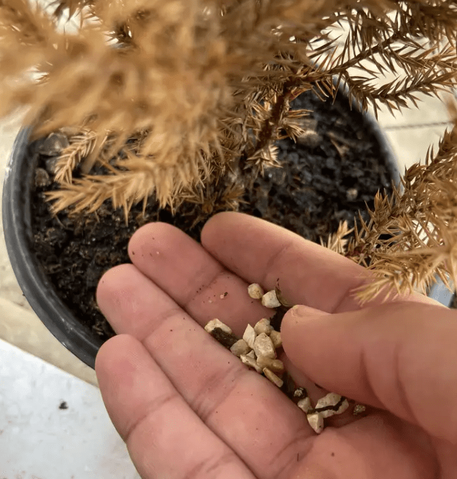 Fertilizing Your Lemon Cypress