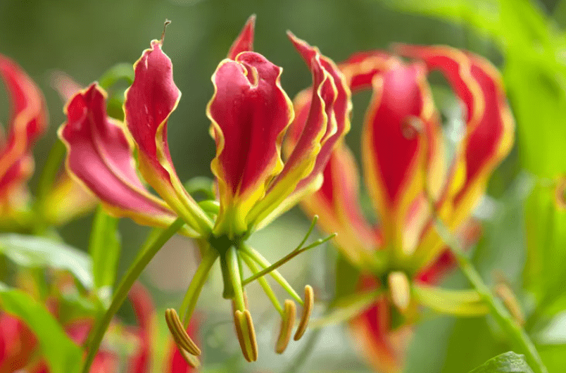 Flame Lily