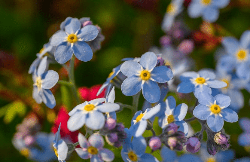 Forget-Me-Nots