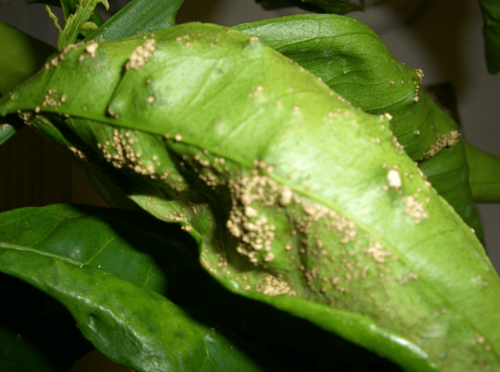 Fungal and bacterial diseases