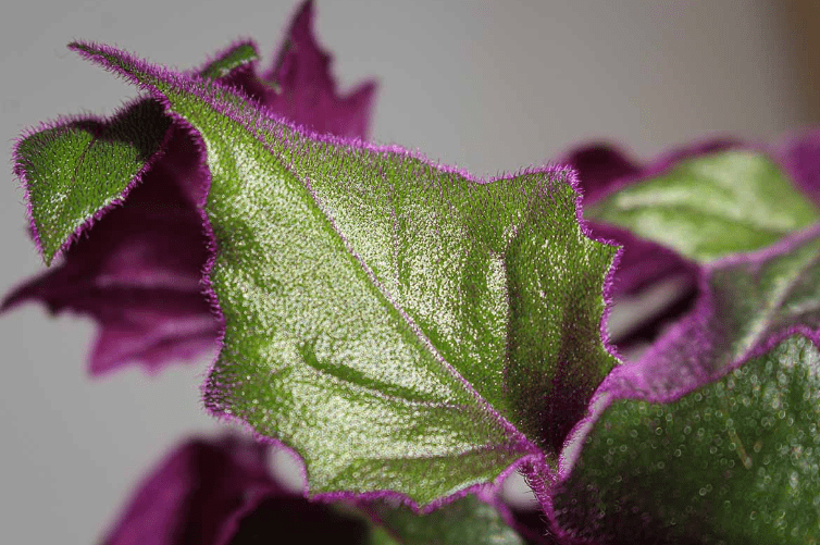 Getting to Know the Purple Passion Plant