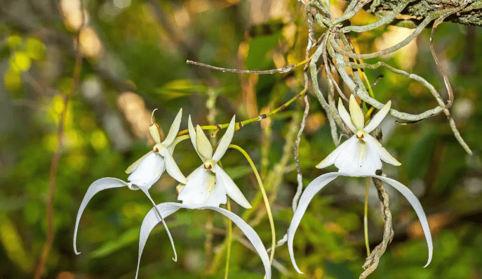 Ghost Orchid